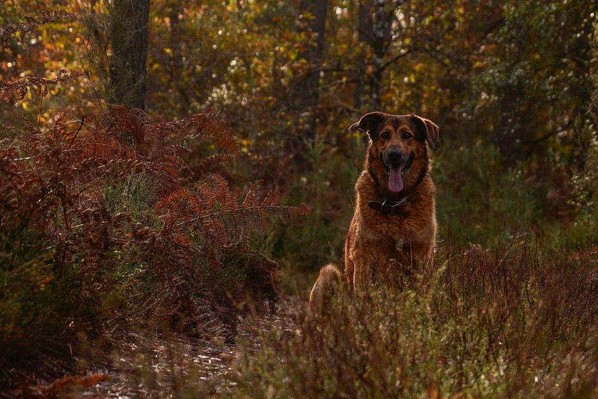 Aramis a rejoint le concours — aidez-le/la à gagner de superbes lots ! dog, forest, autumn, foliage, nature, outdoor, animal, pet, brown, happy, tongue_out, sitting, trees, sunlight, path, leaf, wildlife, canine, scenery, background