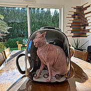 Sia participe au concours pour gagner de l'argent avec cette photo : sphynx_cat, cat, pet_carrier, backpack, wooden_table, indoor, sunlight, window, houseplant, modern_interior, reflection, transparent, furniture, pet, animal, hairless_cat, room, daylight, plant, curtain