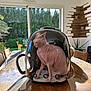 sphynx_cat, cat, pet_carrier, backpack, wooden_table, indoor, sunlight, window, houseplant, modern_interior, reflection, transparent, furniture, pet, animal, hairless_cat, room, daylight, plant, curtain