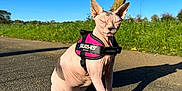Sia a rejoint le concours — aidez-le/la à gagner de superbes lots ! sphynx_cat, hairless_cat, pet, animal, outdoor, sunlight, asphalt, tree, grass, harness, pink, sitting, shadow, daylight, nature, closeup, cute, wrinkled_skin, ears, quiet