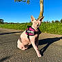 sphynx_cat, hairless_cat, pet, animal, outdoor, sunlight, asphalt, tree, grass, harness, pink, sitting, shadow, daylight, nature, closeup, cute, wrinkled_skin, ears, quiet