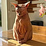 Sia a rejoint le concours — aidez-le/la à gagner de superbes lots ! sphynx_cat, cat, hairless, pet, indoor, wooden_table, sunlight, wrinkles, animal, feline, close_up, quiet, peaceful, still_life, domestic, pink_skin, ears, paws, portrait, shadow