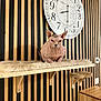 Sia participe au concours pour gagner de l'argent avec cette photo : sphynx_cat, cat, hairless_cat, pet, indoor, furniture, wooden_shelf, clock, wall, striped_wall, fur_rug, animal, looking_at_camera, feline, modern_decor, time, sitting, ears, face, expression