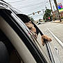 Piggie Smalls joined the competition — help win amazing prizes! animal, car, daytime, dog, exxon, outdoor, paw, pet, pole, power_lines, reflection, road, sideview, sign, sky, street, traffic_light, urban, vehicle, window