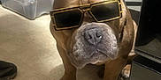 Piggie Smalls joined the competition — help win amazing prizes! accessory, animal, brown_dog, bulldog, canine, closeup, companion, cool, dog, domestic, floor, furniture, household, indoor, pet, plastic_container, portrait, seated, shadow, sunglasses