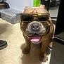 Piggie Smalls joined the competition — help win amazing prizes! accessory, animal, brown_dog, canine, companion, cool, cute, dog, floor, funny, happy, household, indoor, pet, playful, portrait, seated, shadow, sunglasses, tongue_out