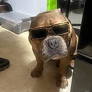 Piggie Smalls is registered to the contest to win money with this photo: accessory, animal, brown_dog, bulldog, canine, closeup, companion, cool, dog, domestic, floor, furniture, household, indoor, pet, plastic_container, portrait, seated, shadow, sunglasses
