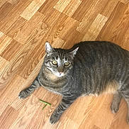 Tigger joined the competition — help win amazing prizes! alert, animal, cat, curious, cute, domestic_cat, ears, feline, floor, green_bean, indoor, laying_down, paws, pet, playful, relaxed, striped, tabby, whiskers, wooden_floor