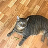 alert, animal, cat, curious, cute, domestic_cat, ears, feline, floor, green_bean, indoor, laying_down, paws, pet, playful, relaxed, striped, tabby, whiskers, wooden_floor