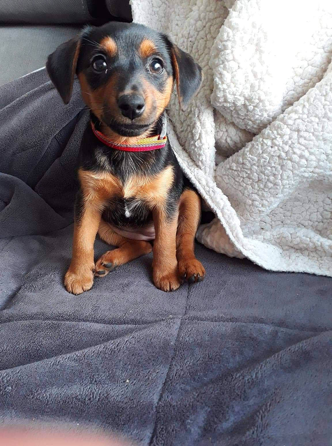 Pia a rejoint le concours — aidez-le/la à gagner de superbes lots ! brown, canidae, carnivore, comfort, companion_dog, dachshund, dog, dog_breed, fawn, hound, linens, non_sporting_group, paw, puppy, skin, snout, sporting_group, tan, vertebrate, working_animal