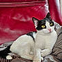 animal, black_and_white, blanket, cat, cozy, curious, cute, domestic_animal, feline, fur, indoor, pet, pink_nose, red_leather_chair, relaxed, resting, sitting, soft_texture, whiskers, yellow_eyes