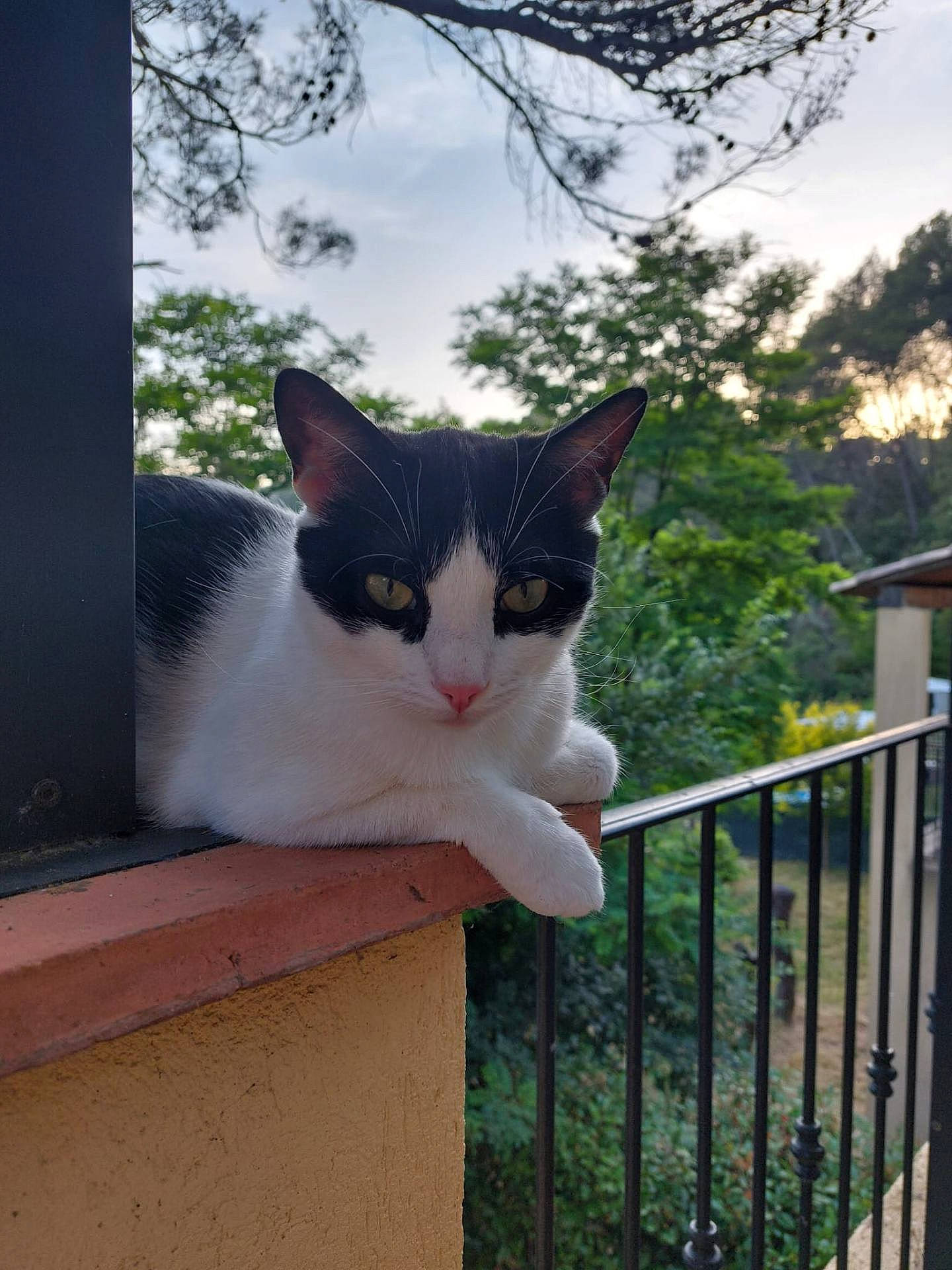 Ugo participe au concours pour gagner de l'argent avec cette photo : animal, balcony, black_and_white, cat, curious, domestic, ears, face, feline, fur, garden, greenery, ledge, nature, outdoor, pet, relaxed, resting, twilight, whiskers