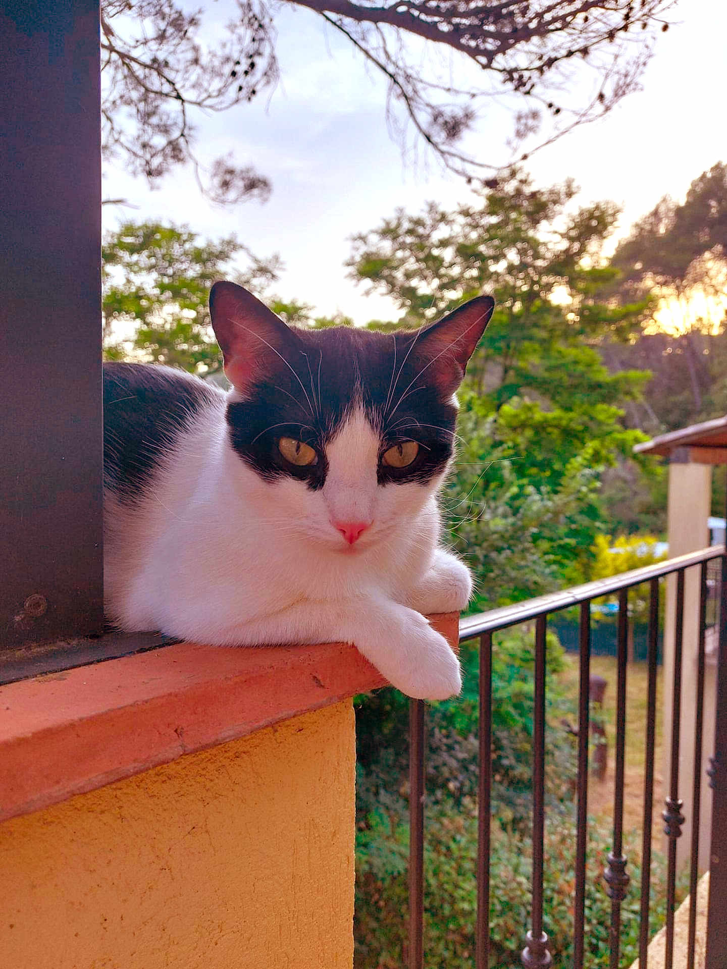 Ugo
