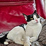 animal, black_and_white, blanket, calm, cat, cozy, cute, domestic, feline, fur, indoor, leather, paws, pet, portrait, red_chair, relaxed, resting, sitting, whiskers