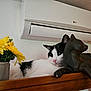 air_conditioner, black_and_white_cat, cat, closeup, decor, domestic_animal, feline, flower_pot, green_leaves, houseplant, indoor, orange_wall, pet, portrait, relaxed, resting, sculpture, white_wall, wooden_shelf, yellow_flowers