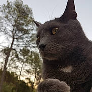 Blue a rejoint le concours — aidez-le/la à gagner de superbes lots ! animal, cat, close_up, contemplative, forest, fur, grey_cat, mammal, nature, outdoor, paw, pet, portrait, quiet, sky, sunset, trees, whiskers, wildlife, yellow_eyes