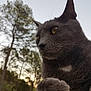 animal, cat, close_up, contemplative, forest, fur, grey_cat, mammal, nature, outdoor, paw, pet, portrait, quiet, sky, sunset, trees, whiskers, wildlife, yellow_eyes