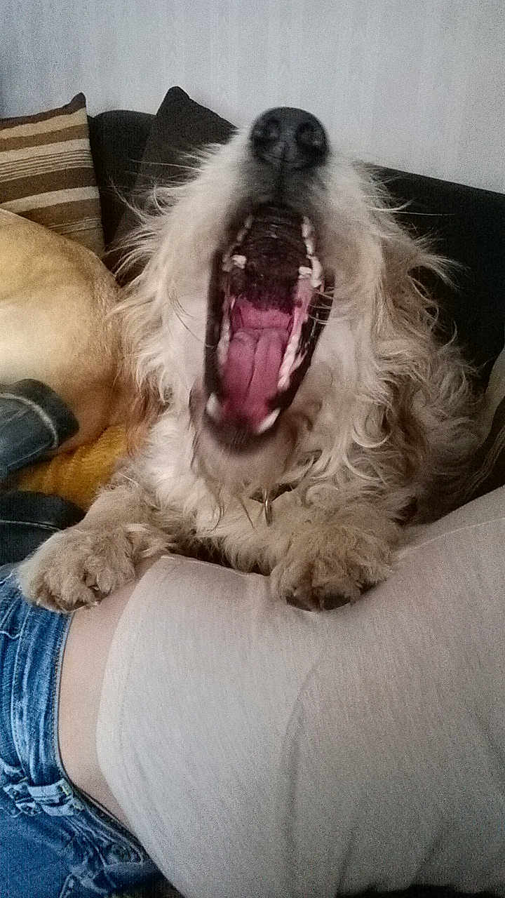 Booboo