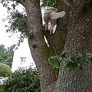 Boo a rejoint le concours — aidez-le/la à gagner de superbes lots ! adventure, back_view, branch, bush, canine, curious, daytime, dog, exploring, fur, grass, greenery, house, leaves, nature, outdoor, pet, tail, tree, trunk