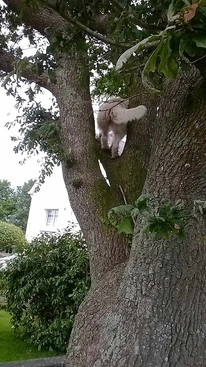 Boo a rejoint le concours — aidez-le/la à gagner de superbes lots ! adventure, back_view, branch, bush, canine, curious, daytime, dog, exploring, fur, grass, greenery, house, leaves, nature, outdoor, pet, tail, tree, trunk