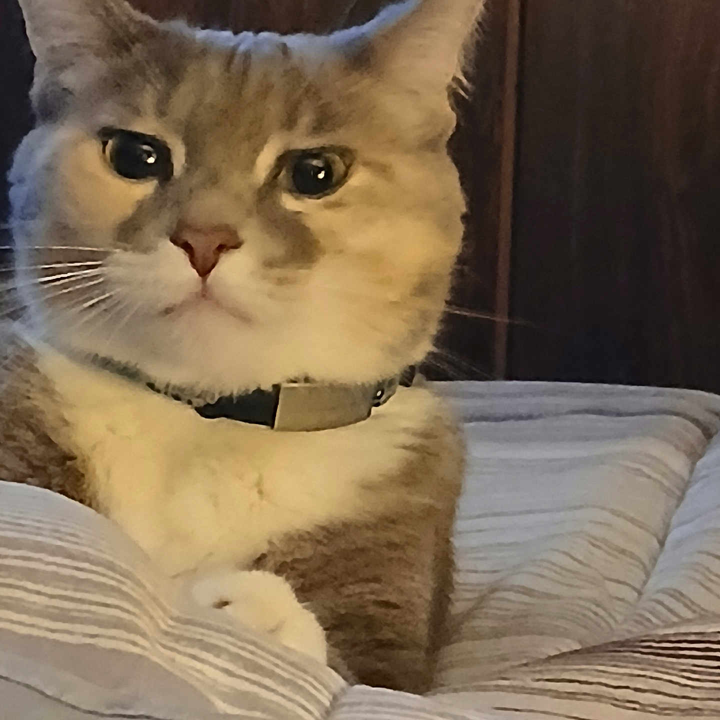 Peaches is registered to the contest to win money with this photo: animal, cat, close_up, collar, cute, domestic_cat, ears, feline, fur, indoor, mammal, nose, paws, pet, portrait, relaxed, resting, striped_blanket, whiskers, wooden_background