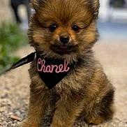 Chanel a rejoint le concours — aidez-le/la à gagner de superbes lots ! puppy, dog, fluffy, bandana, pet, outdoor, gravel, cute, small_dog, brown_fur, sitting, close_up, animal, young_dog, adorable, leash, portrait, furry, canine, friendly