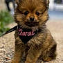 puppy, dog, fluffy, bandana, pet, outdoor, gravel, cute, small_dog, brown_fur, sitting, close_up, animal, young_dog, adorable, leash, portrait, furry, canine, friendly