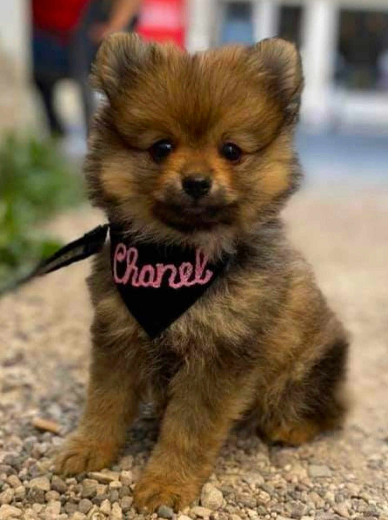 Chanel a rejoint le concours — aidez-le/la à gagner de superbes lots ! puppy, dog, fluffy, bandana, pet, outdoor, gravel, cute, small_dog, brown_fur, sitting, close_up, animal, young_dog, adorable, leash, portrait, furry, canine, friendly