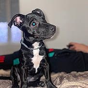 Mira a rejoint le concours — aidez-le/la à gagner de superbes lots ! puppy, dog, black_coat, white_patch, sitting, blanket, indoor, pet, animal, curious, ears, collar, cozy, soft_texture, person_in_background, blurred_background, home, furniture, relaxed, young_dog