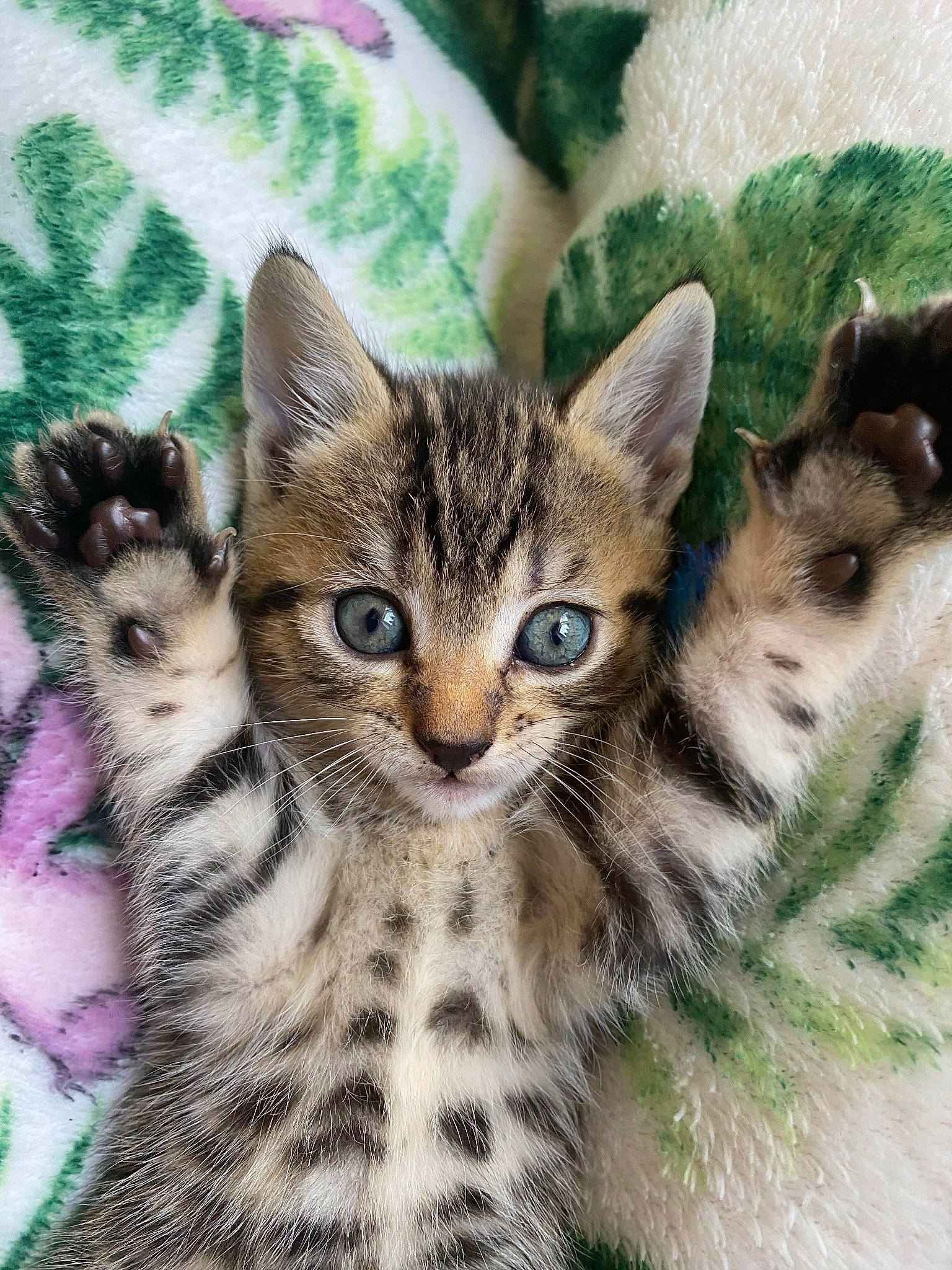 Tigger joined the competition — help win amazing prizes! carnivore, cat, domestic_short_haired_cat, eye, fawn, felidae, fur, grass, head, iris, pattern, paw, small_to_medium_sized_cats, snout, terrestrial_animal, whiskers, wildlife