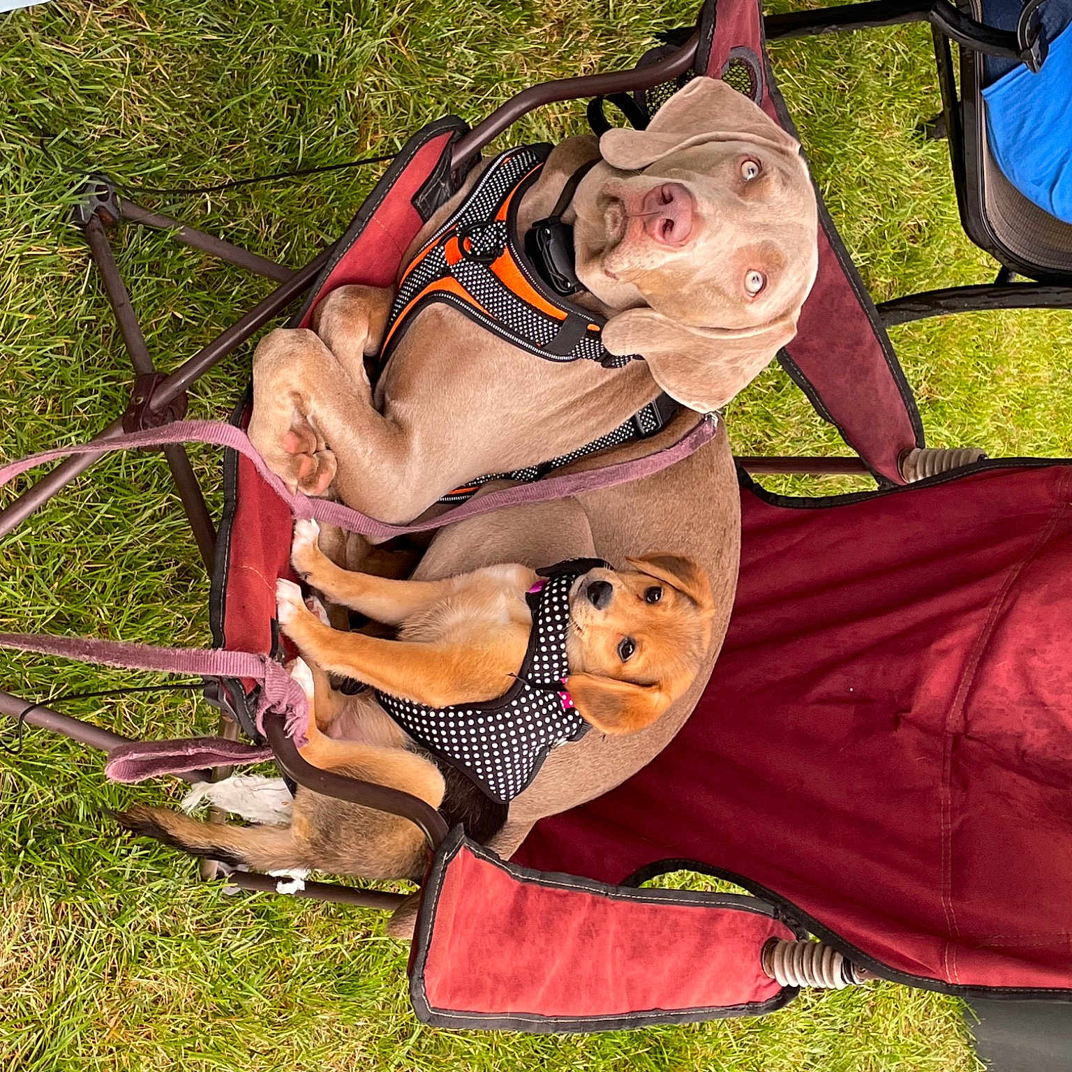 Sage Squeker is registered to the contest to win money with this photo: art, baby_products, bag, costume, event, fashion_accessory, fawn, fun, grass, history, leisure, luggage_and_bags, middle_ages, pattern, people_in_nature, recreation, shoe, sitting, vintage_clothing