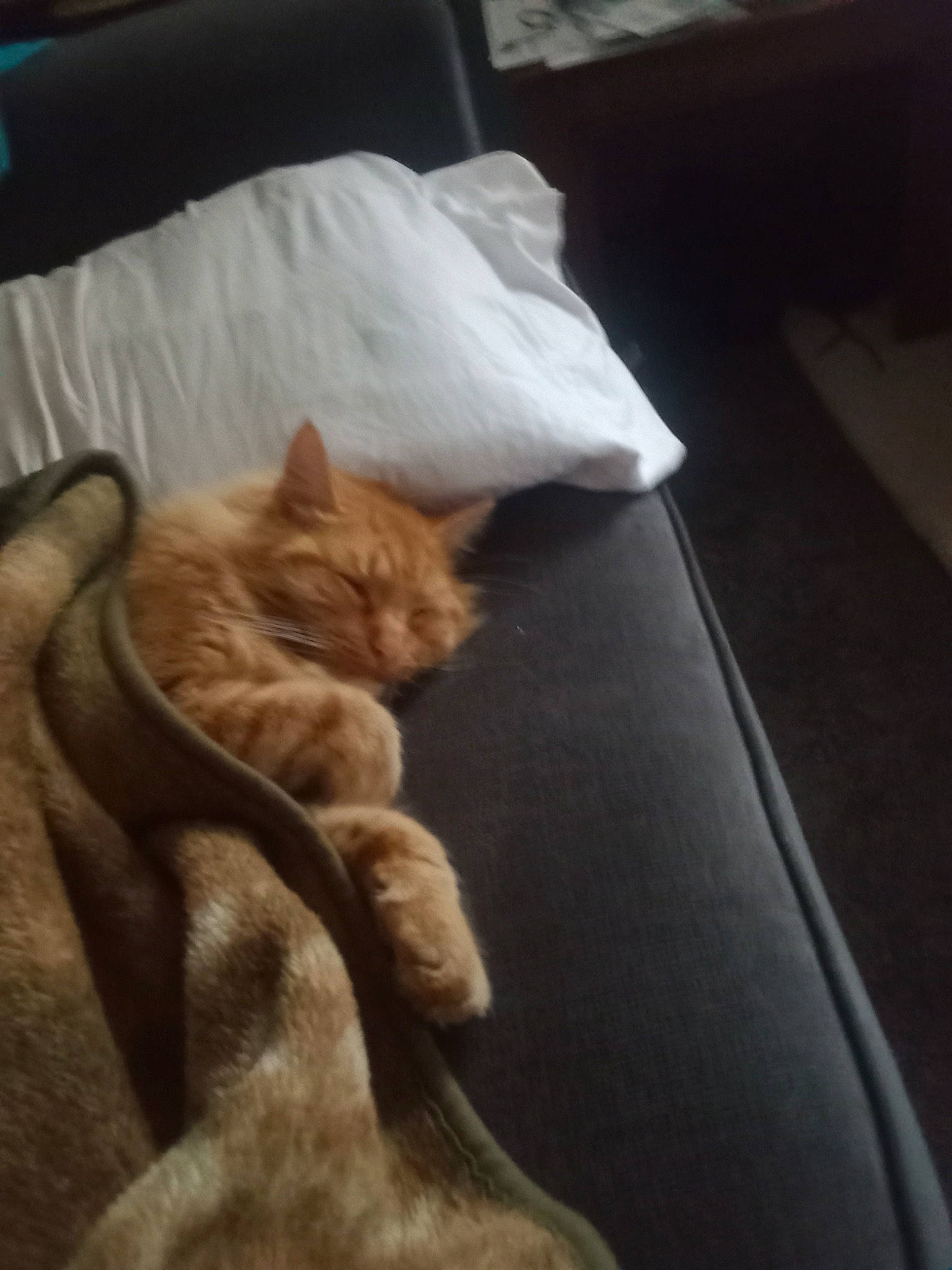 Oliver is registered to the contest to win money with this photo: bed, bedding, carnivore, cat, cloud, comfort, companion_dog, domestic_short_haired_cat, duvet, felidae, fur, hardwood, human_leg, linens, room, small_to_medium_sized_cats, tail, textile, whiskers, wood