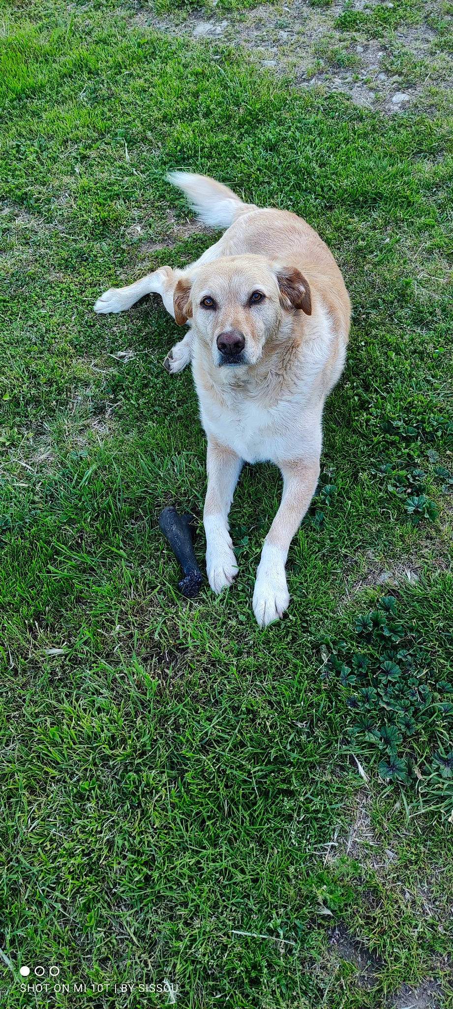 Loona participe au concours pour gagner de l'argent avec cette photo : canidae, carnivore, companion_dog, dog, dog_breed, fawn, grass, groundcover, hunting_dog, lawn, plant, snout, sporting_group, tail, working_dog