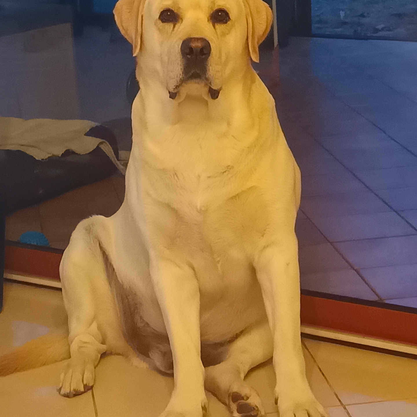 Tyron participe au concours pour gagner de l'argent avec cette photo : dog, labrador, yellow_labrador, pet, sitting, indoors, tile_floor, portrait, canine, floppy_ears, brown_eyes, black_nose, front_view, full_body, alert, serious, home, window, cushion, warm_lighting