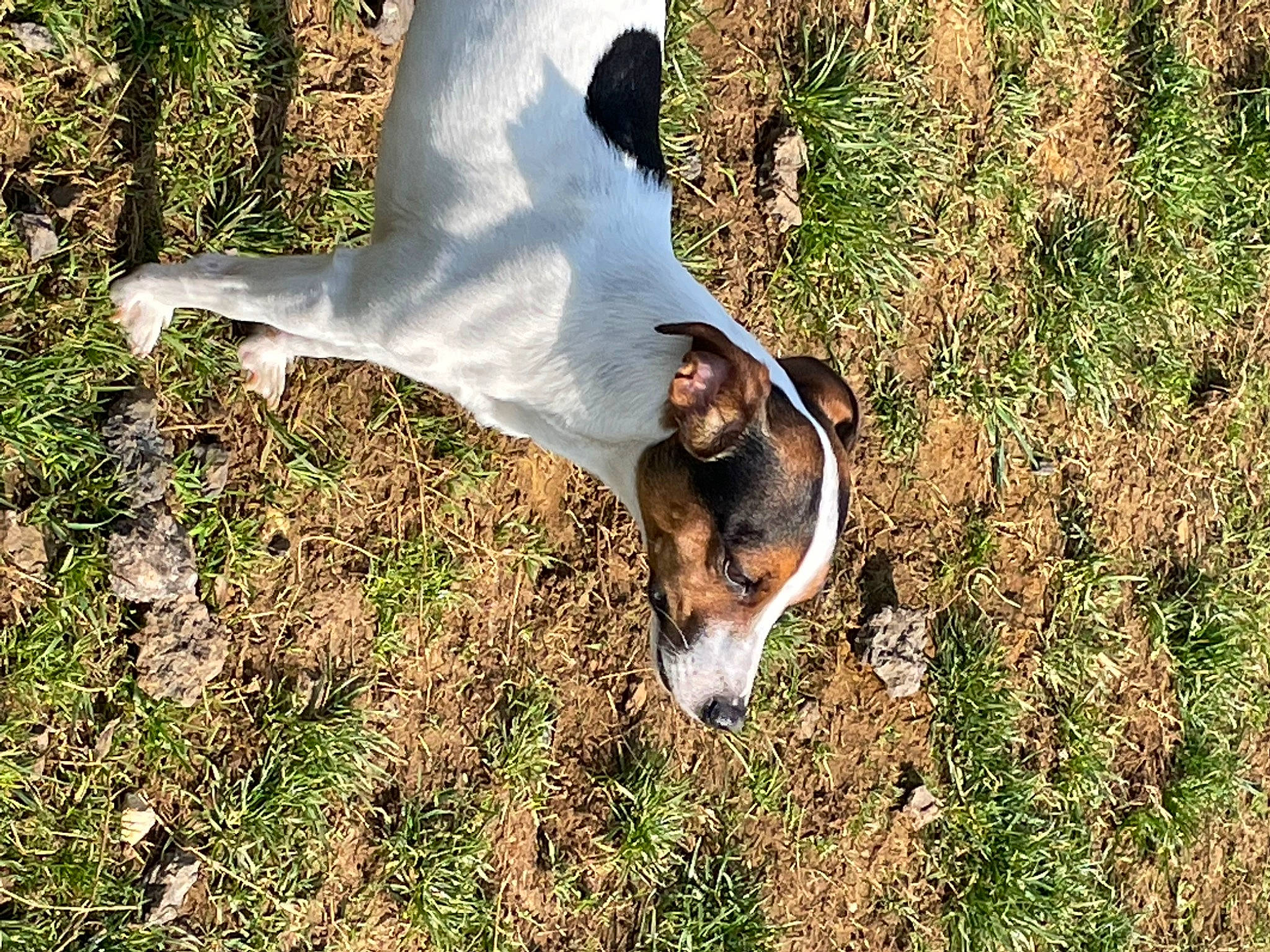 Edie joined the competition — help win amazing prizes! canidae, carnivore, companion_dog, dog, dog_breed, fawn, foot, grass, human_leg, livestock, people_in_nature, plant, seabird, snout, soil, sporting_group, tail, terrestrial_animal, wildlife, working_animal