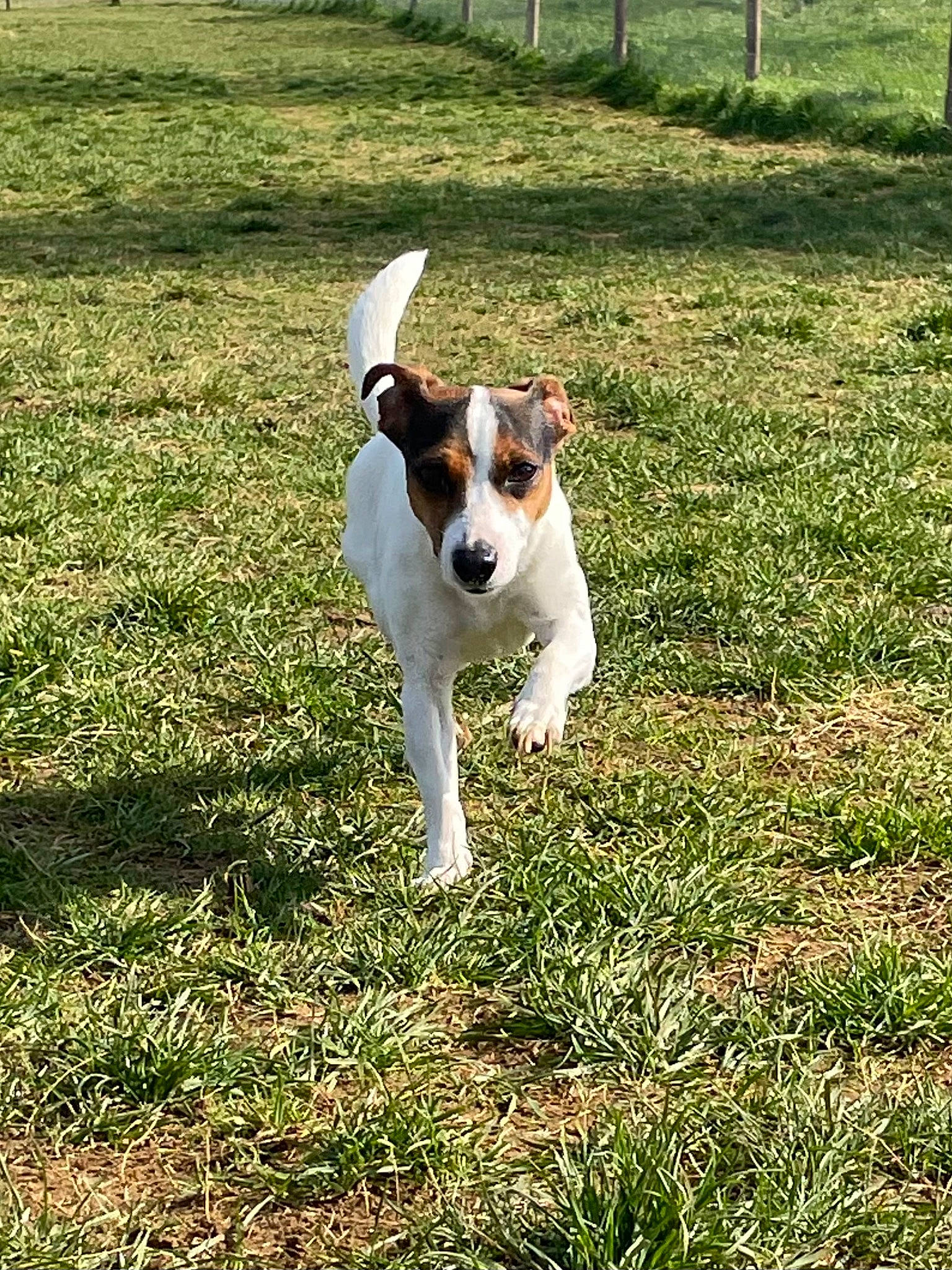 Edie is registered to the contest to win money with this photo: canidae, carnivore, companion_dog, dog, dog_breed, fawn, fence, grass, grassland, groundcover, home_fencing, hunting_dog, non_sporting_group, pasture, plant, sporting_group, tail, terrier