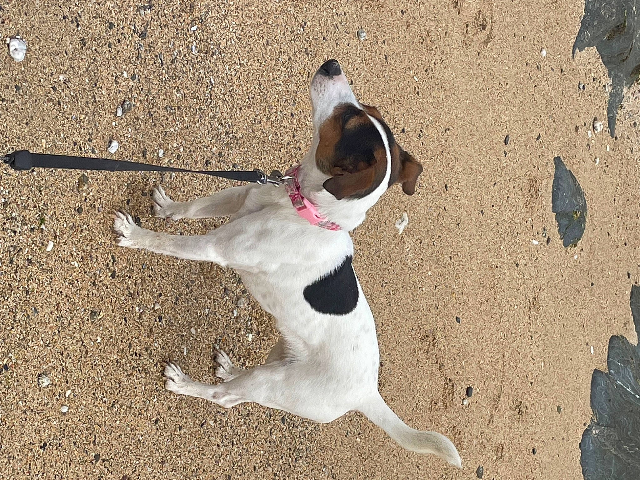 Edie joined the competition — help win amazing prizes! canidae, carmine, carnivore, collar, companion_dog, dog, dog_breed, dog_collar, dog_supply, fawn, foot, leash, non_sporting_group, paw, pet_supply, sand, shadow, soil, sporting_group, tail