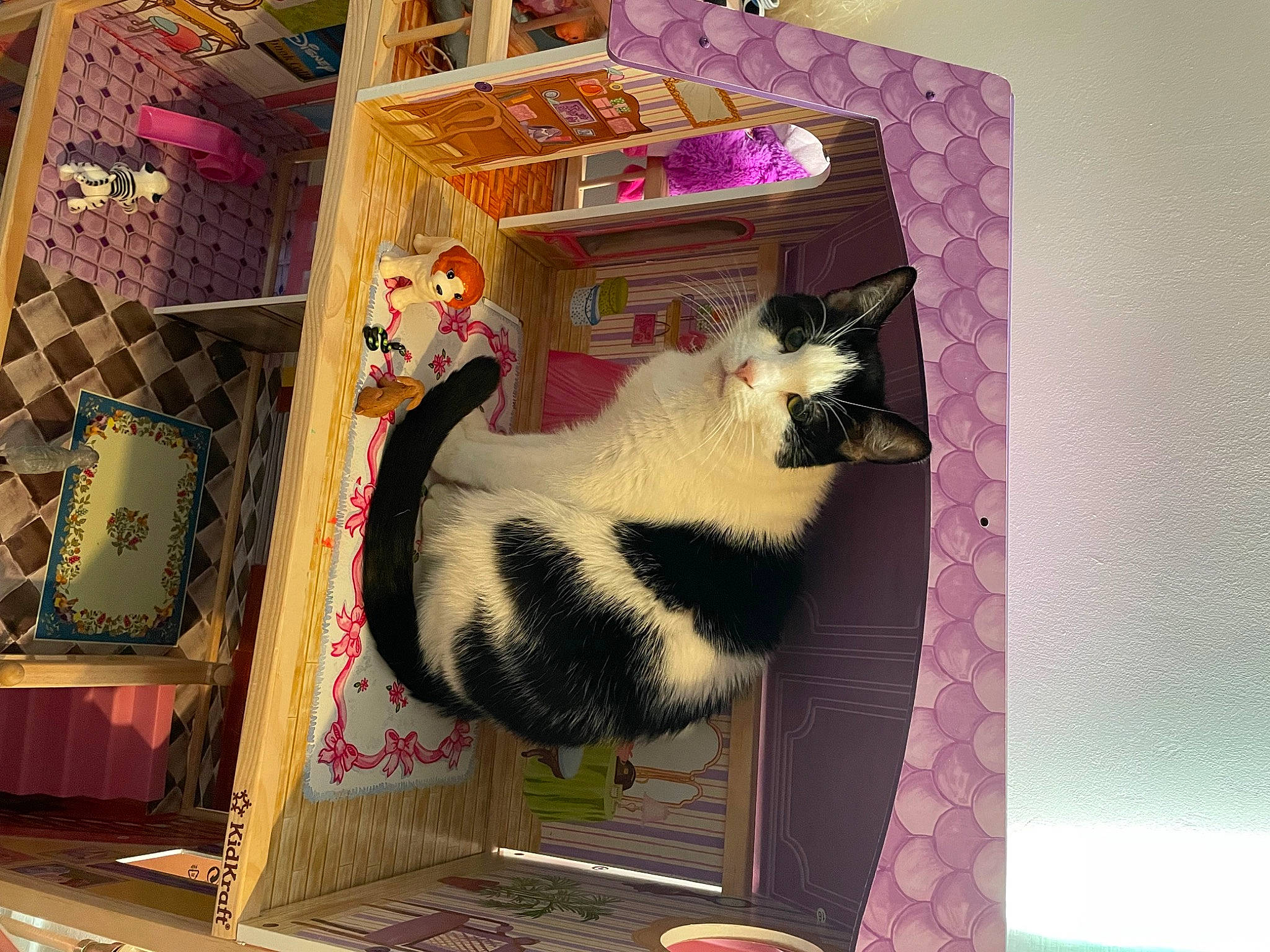 Mr Magoo is registered to the contest to win money with this photo: art, carnivore, cat, cat_supply, chair, craft, creative_arts, felidae, fur, magenta, pattern, pet_supply, rectangle, room, shelf, shelving, small_to_medium_sized_cats, tail, visual_arts, whiskers