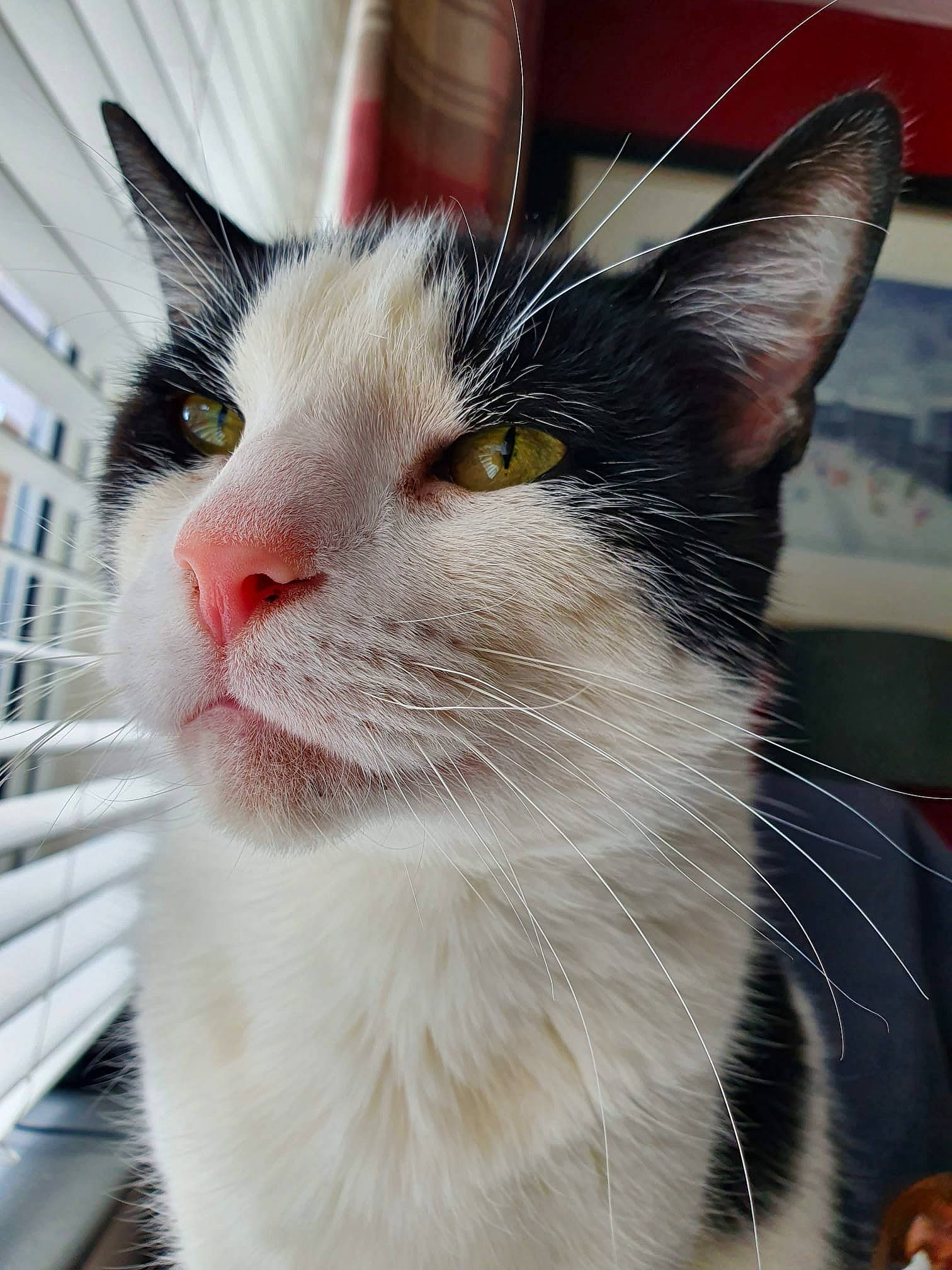 Mr Magoo joined the competition — help win amazing prizes! carnivore, cat, cat_supply, domestic_short_haired_cat, felidae, fur, paw, pet_supply, small_to_medium_sized_cats, whiskers, window