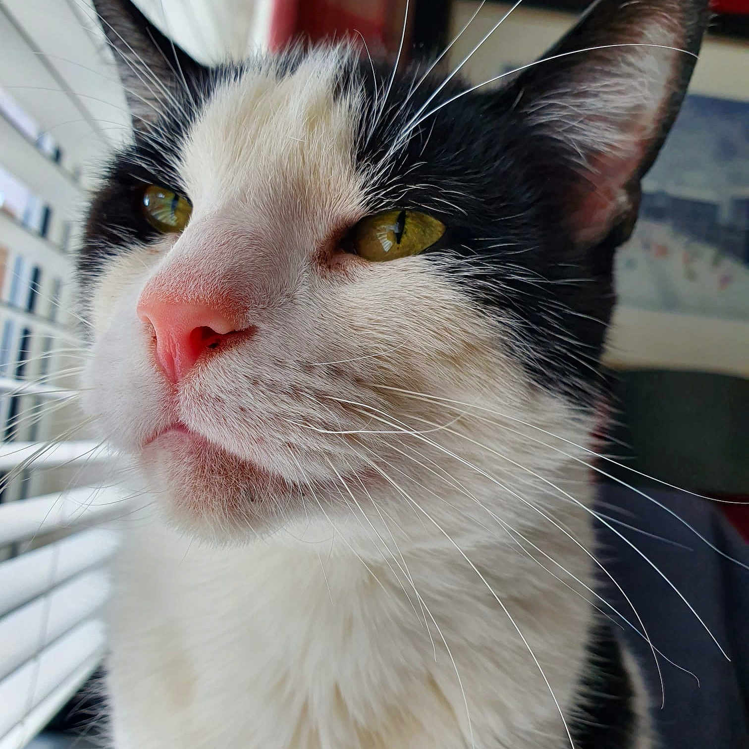 Mr Magoo