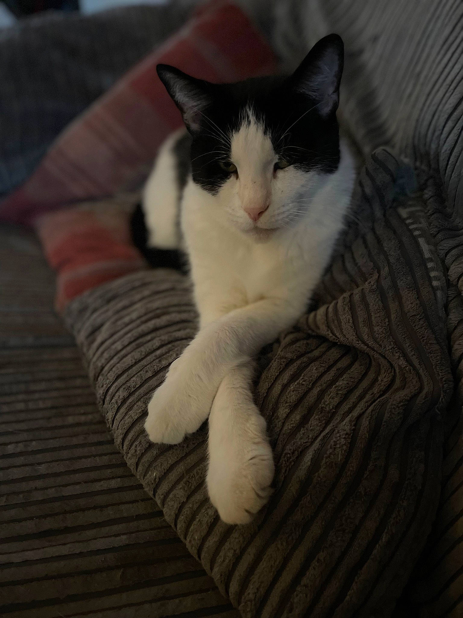 Mr Magoo joined the competition — help win amazing prizes! carnivore, cat, claw, comfort, domestic_short_haired_cat, felidae, flooring, foot, fur, grey, hardwood, paw, sitting, small_to_medium_sized_cats, snout, tail, terrestrial_animal, whiskers, wood