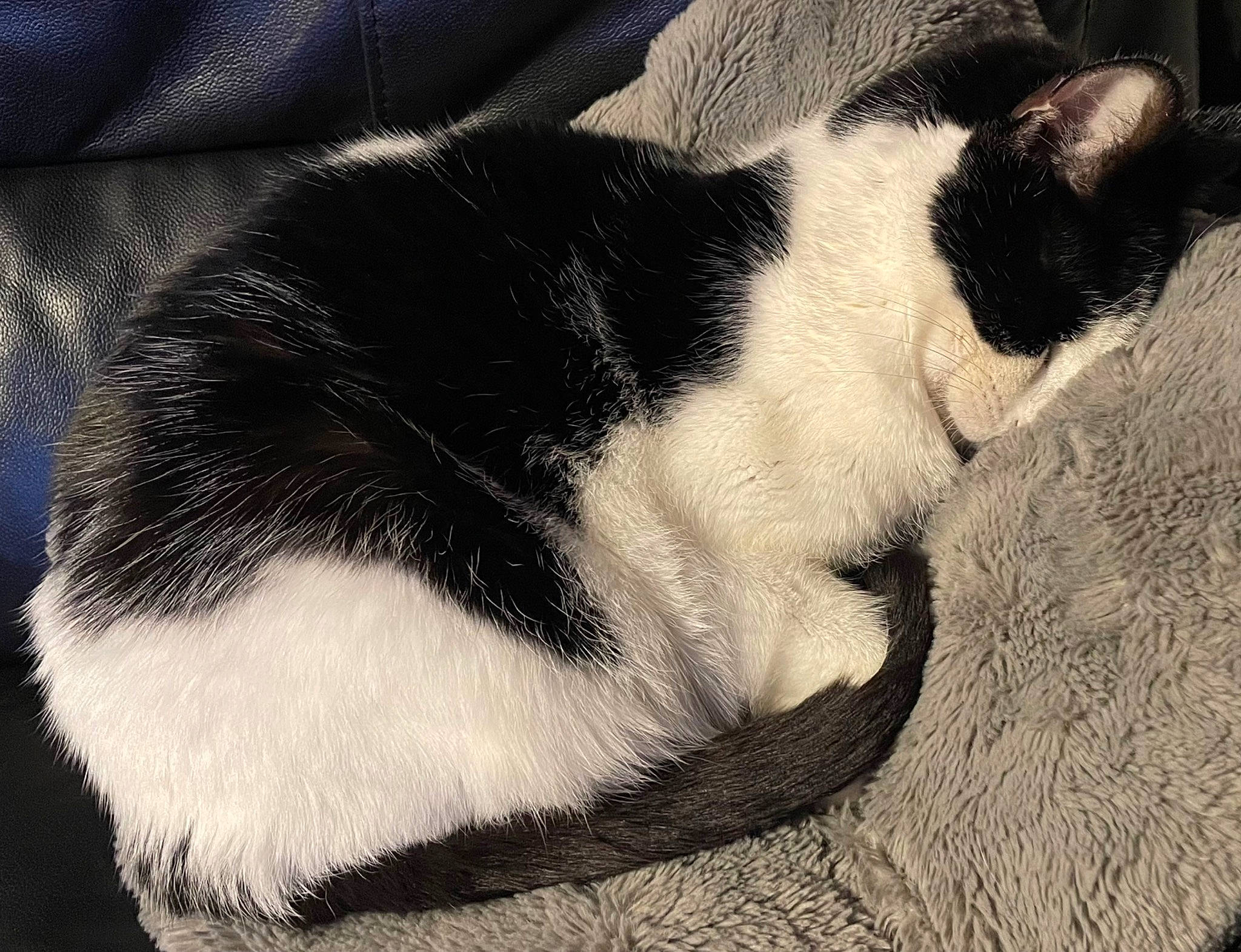 Mr Magoo is registered to the contest to win money with this photo: canidae, carnivore, cat, claw, cloud, comfort, dog_breed, domestic_short_haired_cat, felidae, fur, leg, linens, nap, paw, small_to_medium_sized_cats, snout, tail, terrestrial_animal, tints_and_shades, whiskers