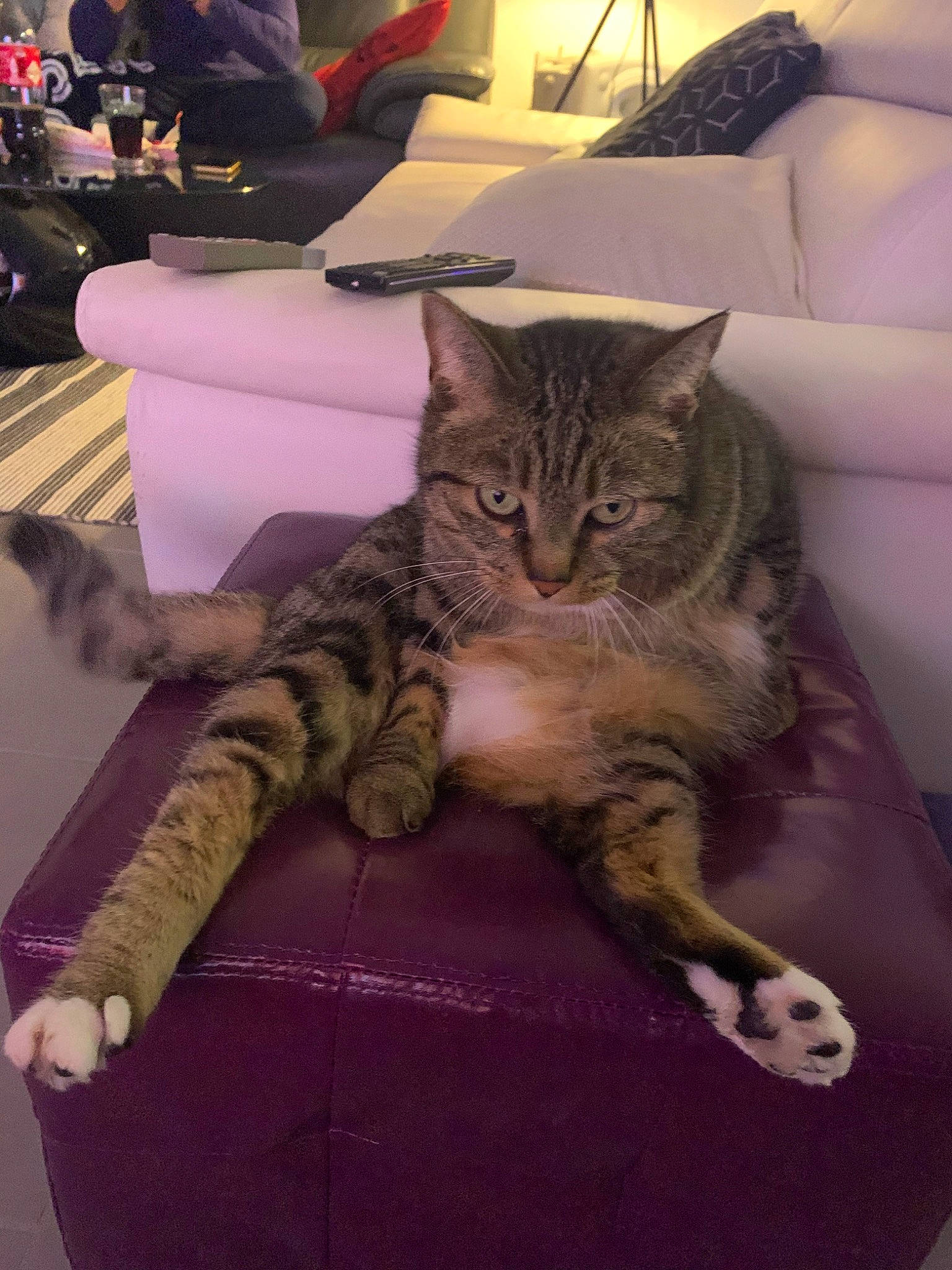 Minette a rejoint le concours — aidez-le/la à gagner de superbes lots ! american_shorthair, asian, california_spangled, carnivore, cat, couch, domestic_short_haired_cat, dragon_li, european_shorthair, felidae, fur, furniture, kitten, pixie_bob, small_to_medium_sized_cats, tabby_cat, whiskers