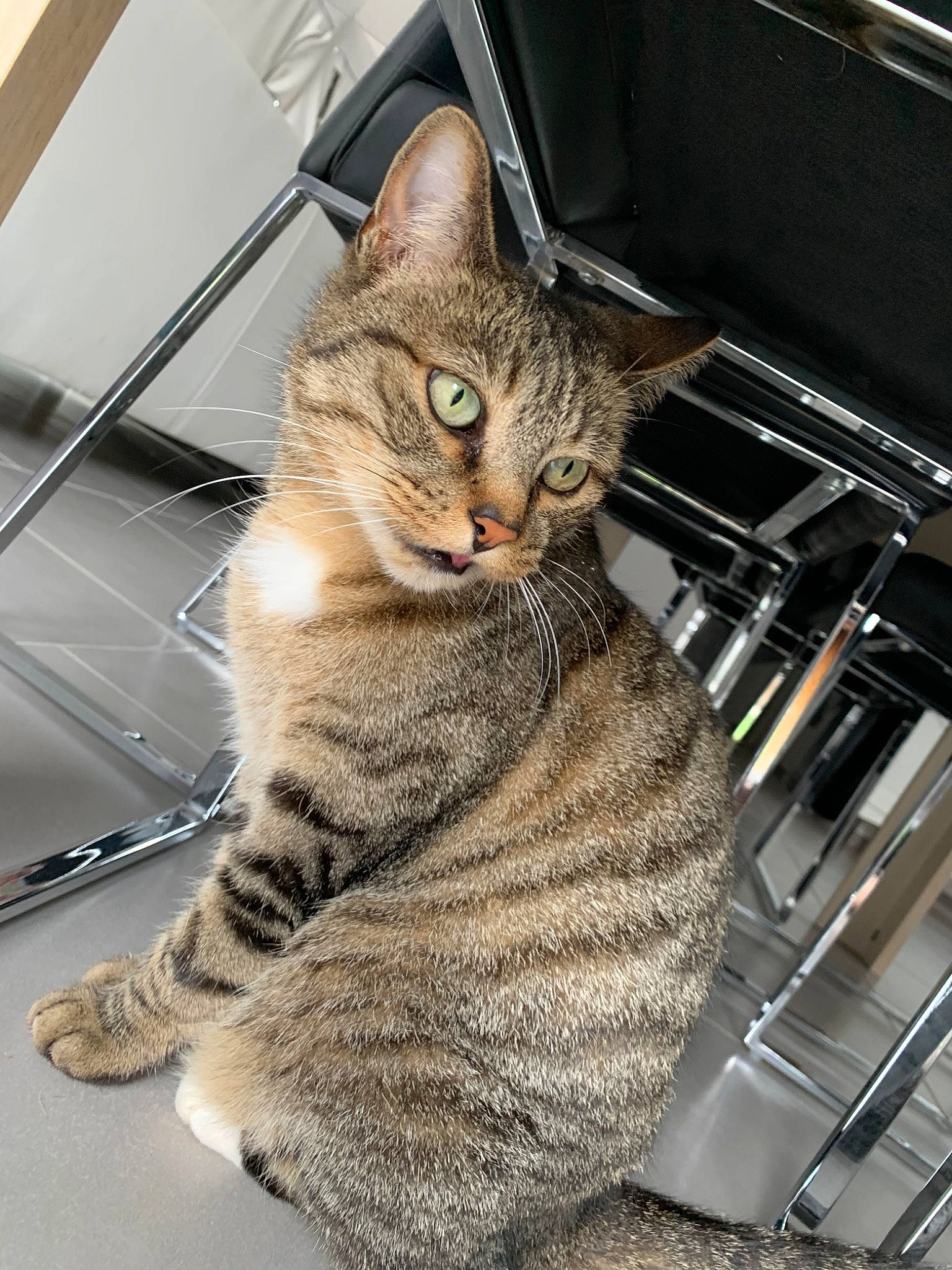 Minette a rejoint le concours — aidez-le/la à gagner de superbes lots ! american_shorthair, asian, australian_mist, bengal, california_spangled, carnivore, cat, domestic_short_haired_cat, dragon_li, egyptian_mau, european_shorthair, eye, felidae, mammal, ocicat, pixie_bob, small_to_medium_sized_cats, snout, tabby_cat, whiskers