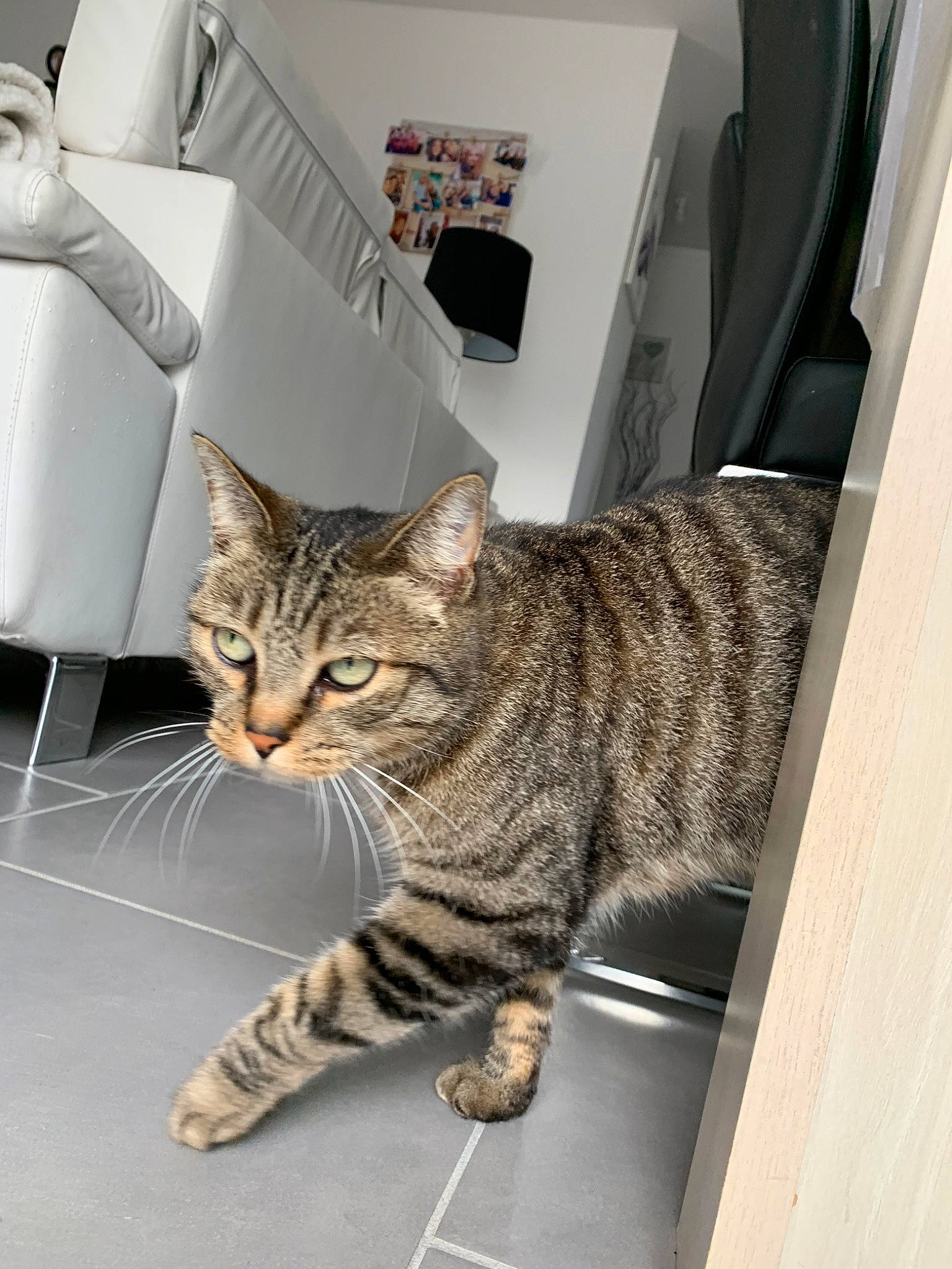 Minette a rejoint le concours — aidez-le/la à gagner de superbes lots ! american_shorthair, asian, australian_mist, california_spangled, carnivore, cat, domestic_short_haired_cat, dragon_li, egyptian_mau, european_shorthair, felidae, kitten, mammal, ocicat, pixie_bob, room, small_to_medium_sized_cats, tabby_cat, toyger, whiskers