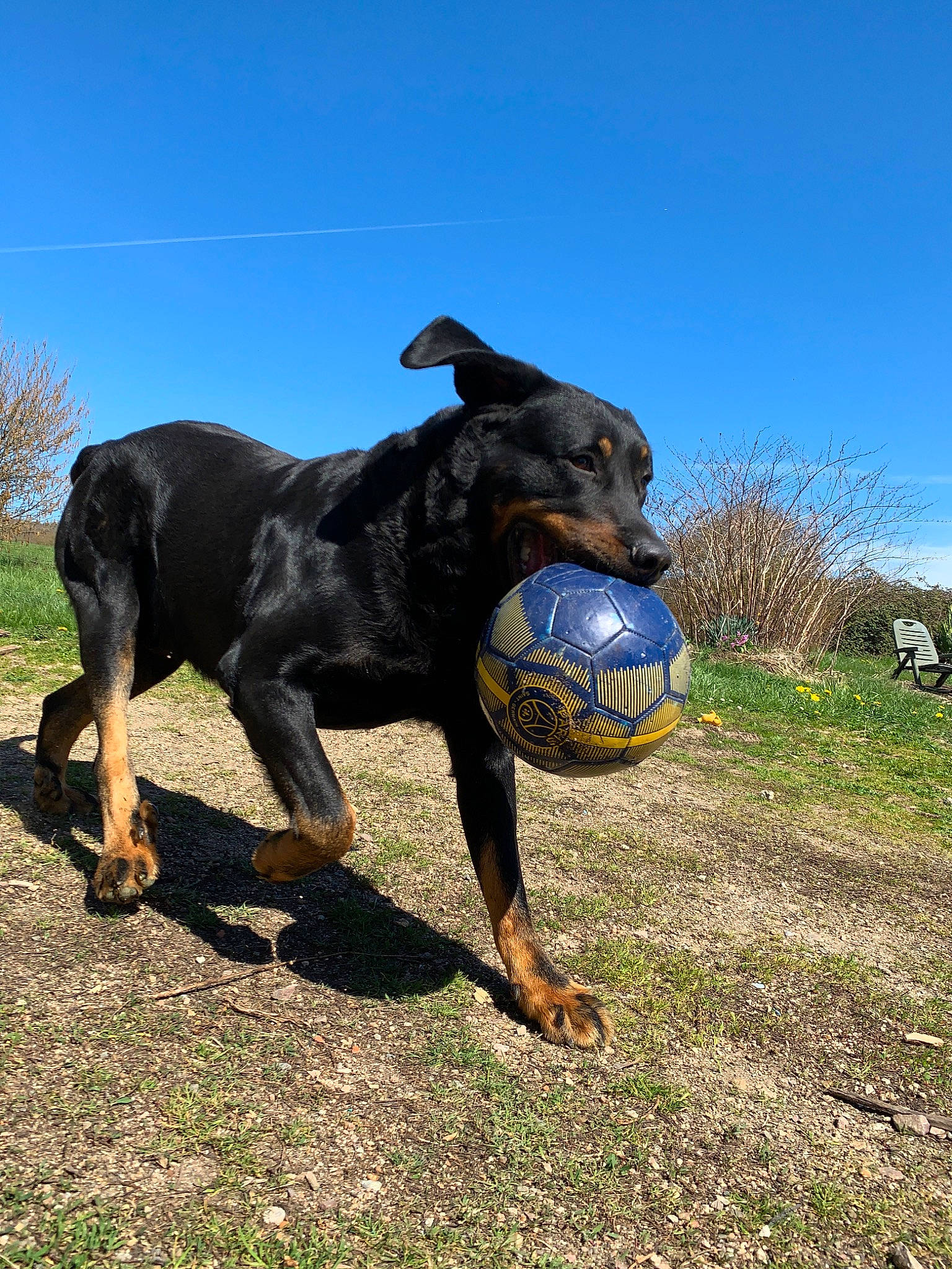 Harley a rejoint le concours — aidez-le/la à gagner de superbes lots ! ball, beauceron, canidae, carnivore, dobermann, dog, dog_breed, german_pinscher, grass, guard_dog, hunting_dog, mammal, pinscher, plant, rottweiler, sporting_group, tail, tennis_ball, working_dog