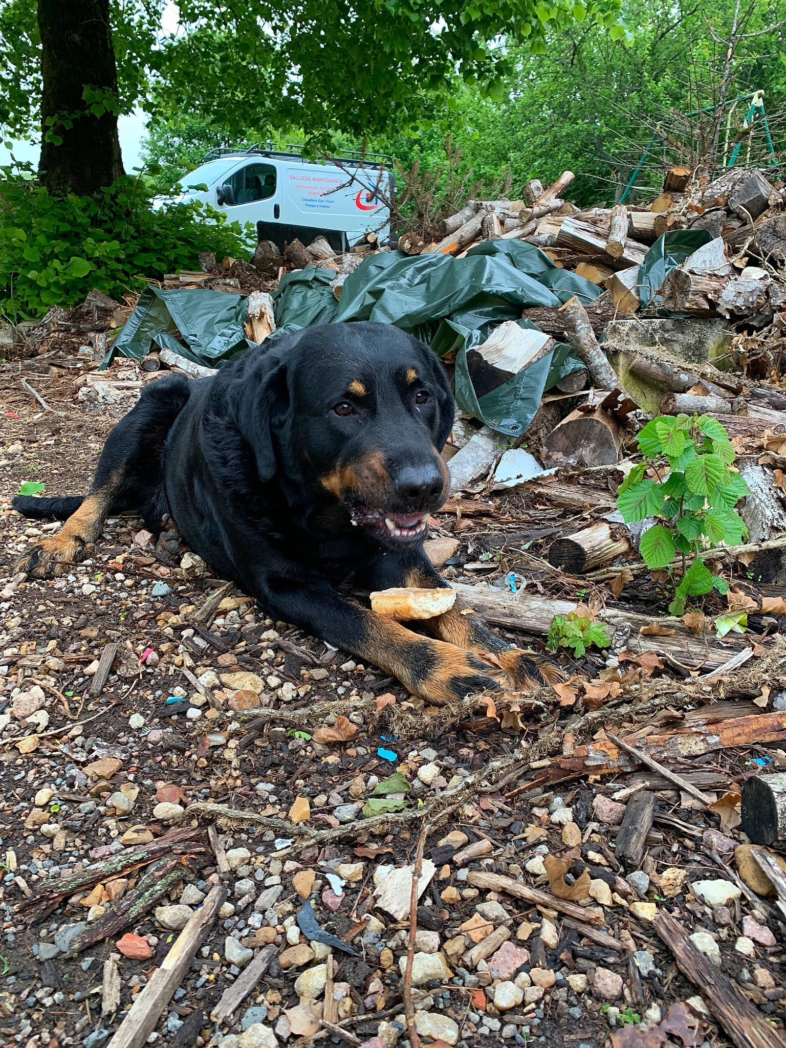Harley participe au concours pour gagner de l'argent avec cette photo : canidae, carnivore, dog, dog_breed, hunting_dog, leaf, plant, sporting_group, waste