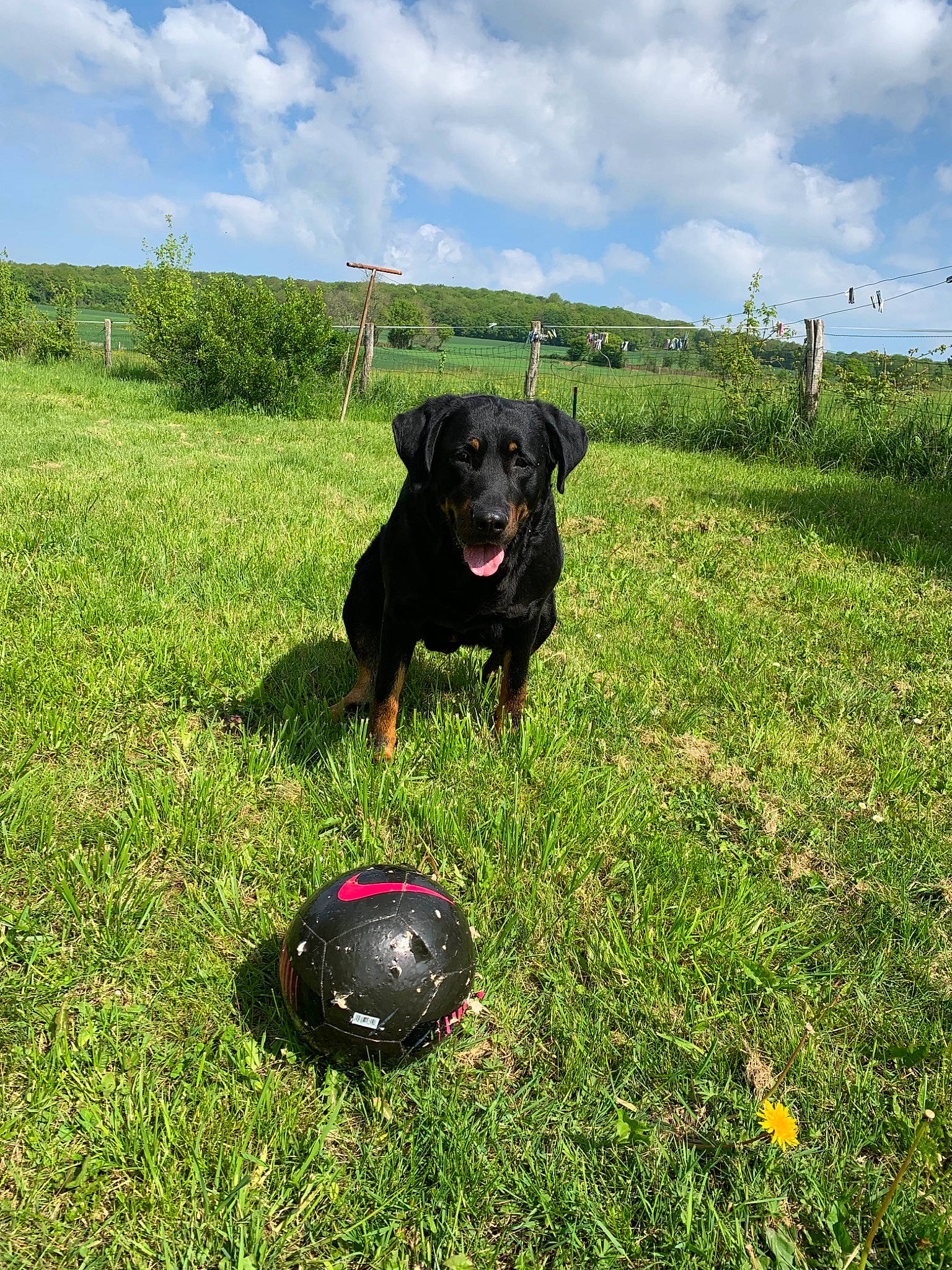 Harley participe au concours pour gagner de l'argent avec cette photo : ball, beauceron, canidae, carnivore, dog, dog_breed, grass, guard_dog, hunting_dog, jagdterrier, patterdale_terrier, plant, rottweiler, sporting_group, tennis_ball, terrier, working_dog