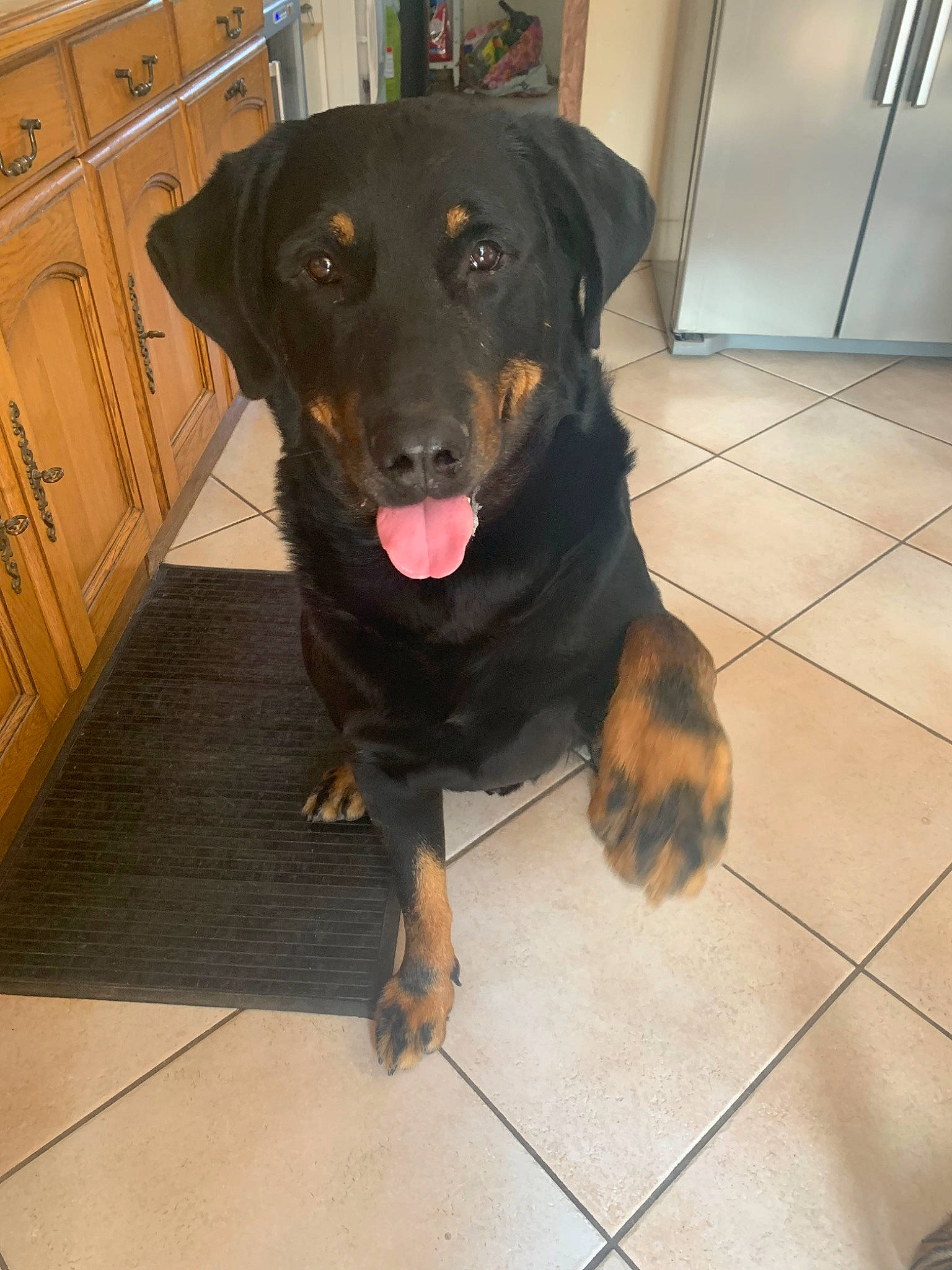 Harley a rejoint le concours — aidez-le/la à gagner de superbes lots ! beagador, beauceron, black_and_tan_terrier, canidae, carnivore, companion_dog, dog, dog_breed, fawn, guard_dog, huntaway, hunting_dog, mammal, rottweiler, smaland_hound, snout, sporting_group, vertebrate, working_dog