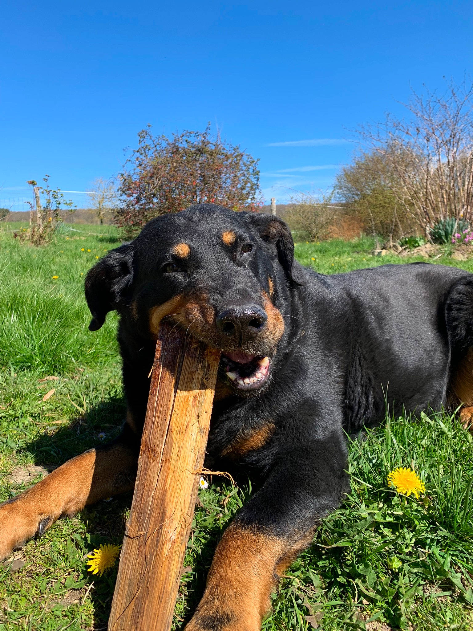 Fiby a rejoint le concours — aidez-le/la à gagner de superbes lots ! austrian_black_and_tan_hound, beauceron, canidae, carnivore, dog, dog_breed, grass, guard_dog, huntaway, hunting_dog, mammal, plant, rottweiler, sporting_group, vertebrate, working_dog